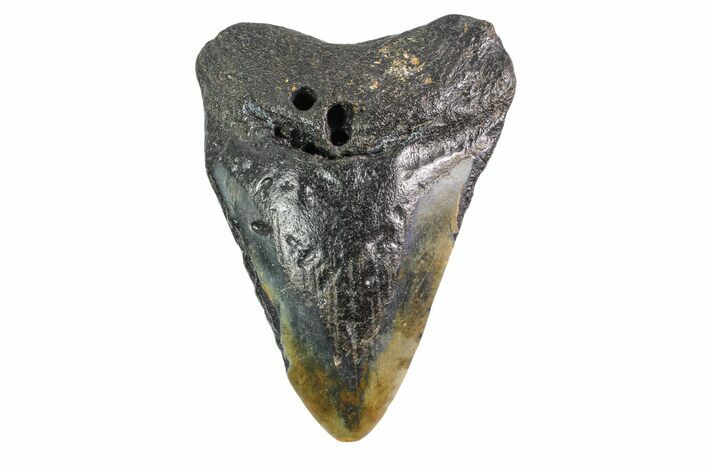 Bargain, Fossil Megalodon Tooth - North Carolina #153099